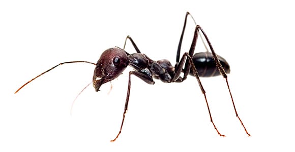Indoor Odorous House Ants